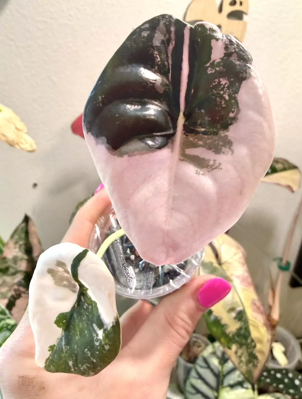 Pink Cuprea Nom Yen Alocasia thumbnail