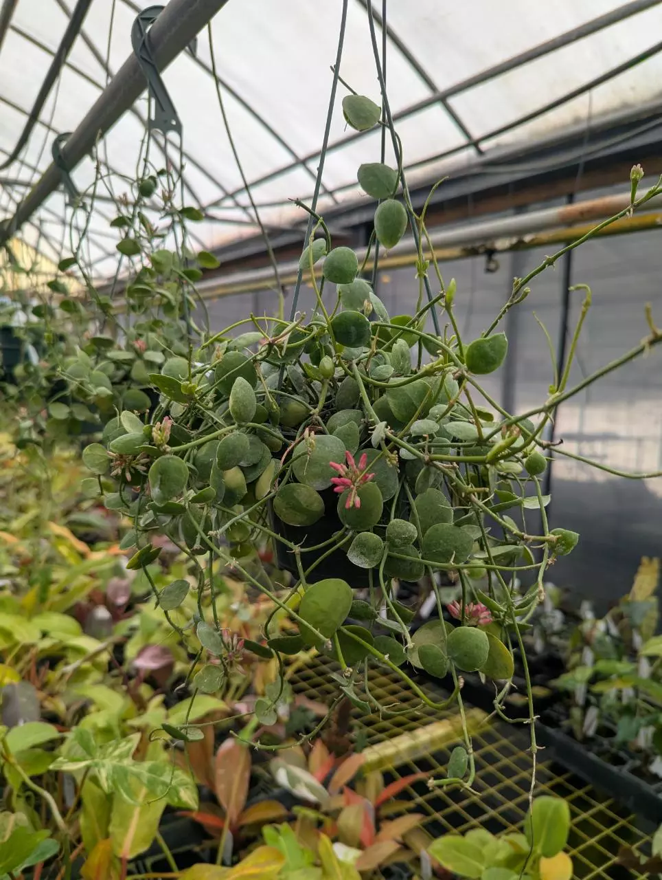 Dischidia platyphylla thumbnail