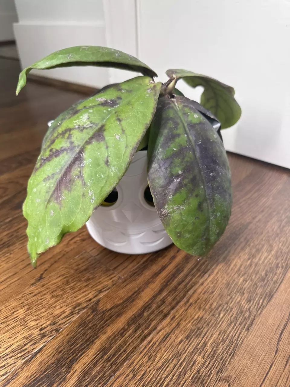 0830 Hoya mitrata - self-watering pot thumbnail