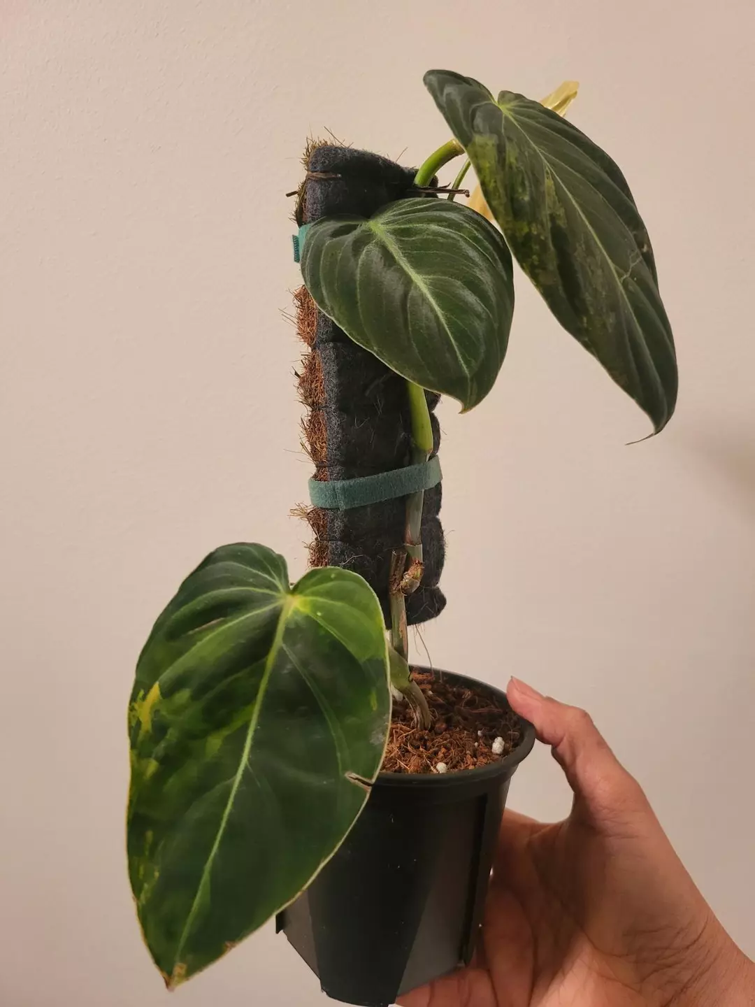 Philodendron melanochrysum variegated thumbnail