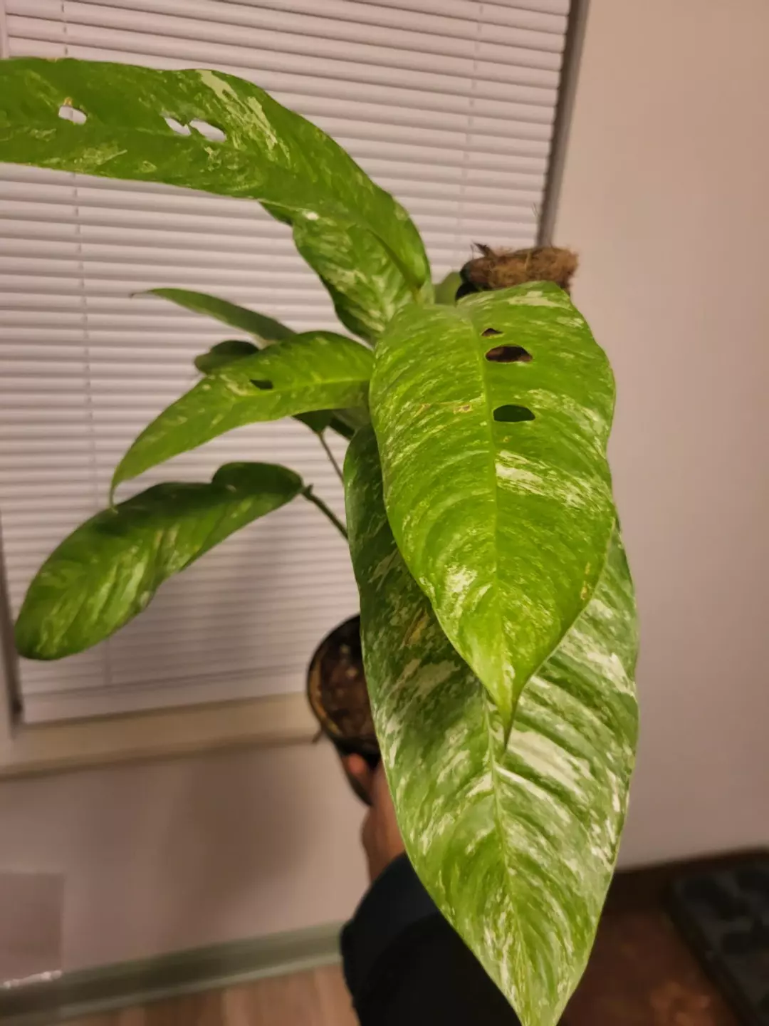 Rhaphidophora foraminifera variegated thumbnail