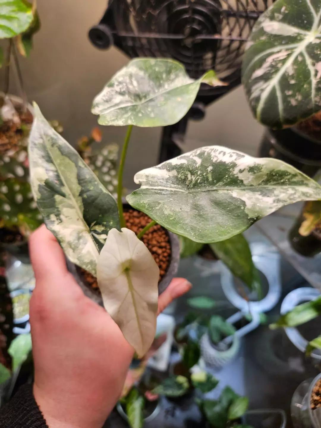 Alocasia simpo albo thumbnail