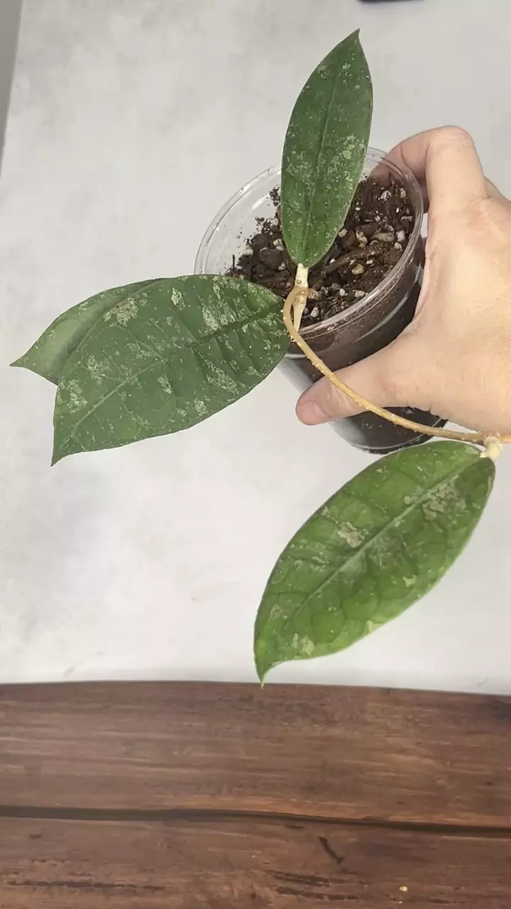 Hoya aff Lambii thumbnail