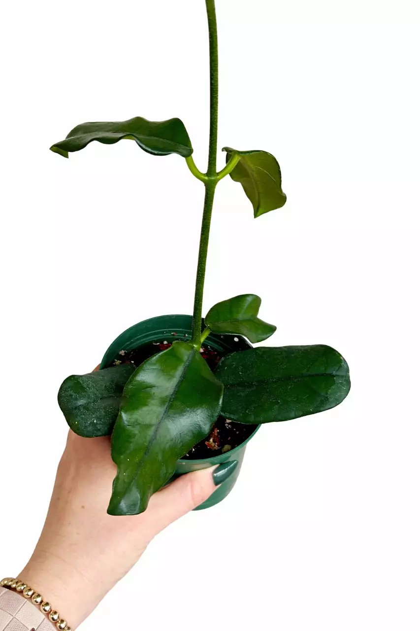 4” Hoya Globulosa thumbnail