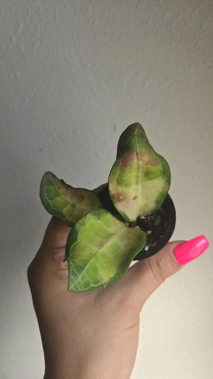 Hoya elliptica variegated #9418 thumbnail