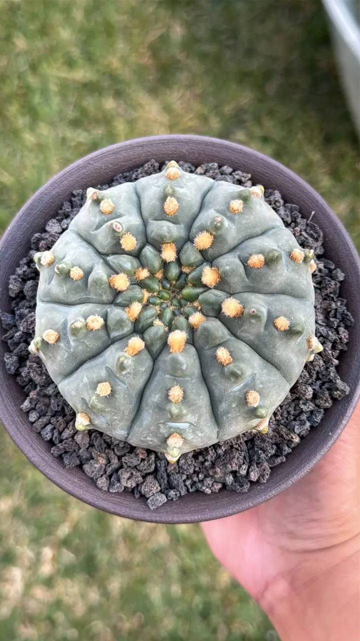 Gymnocalycium vatteri inermis – Seed Grown (5” Pot) thumbnail