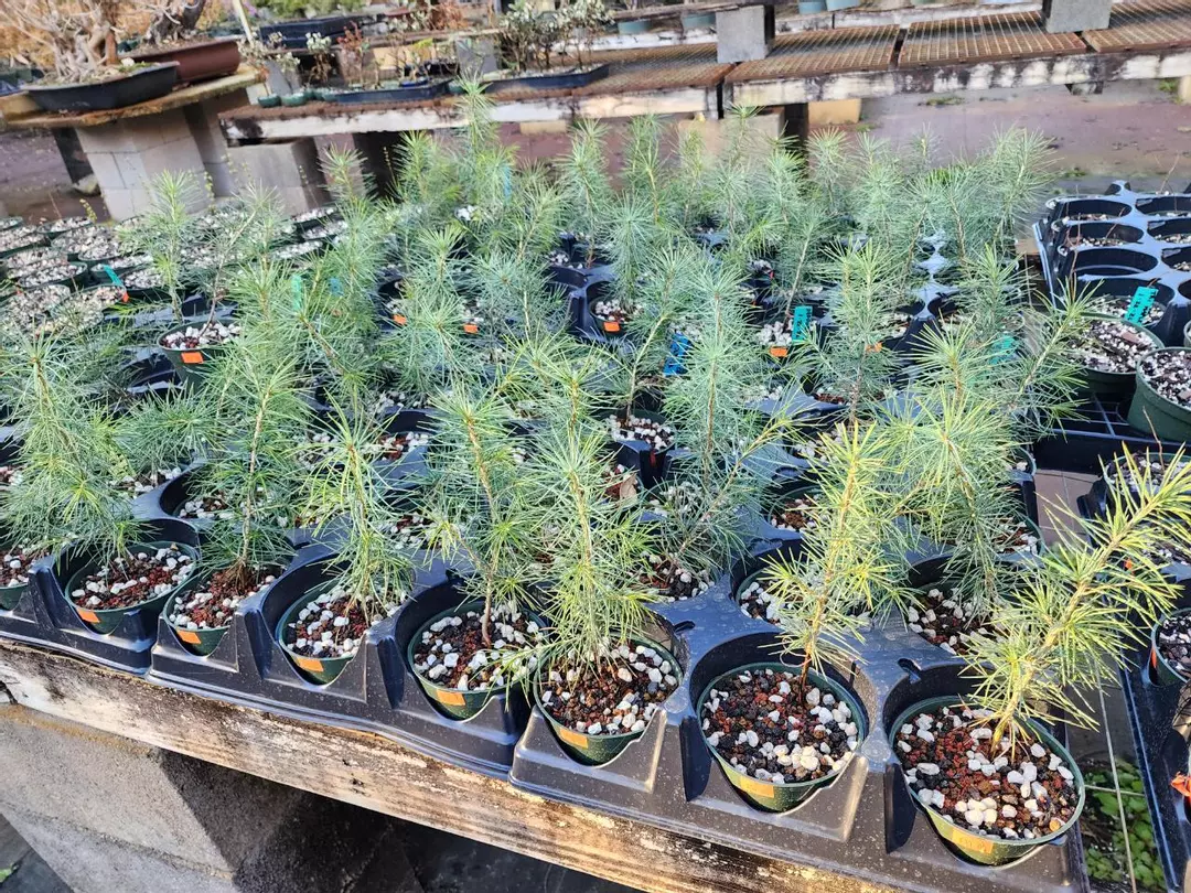 Deadora cedar in 4"  pot sellers choice thumbnail