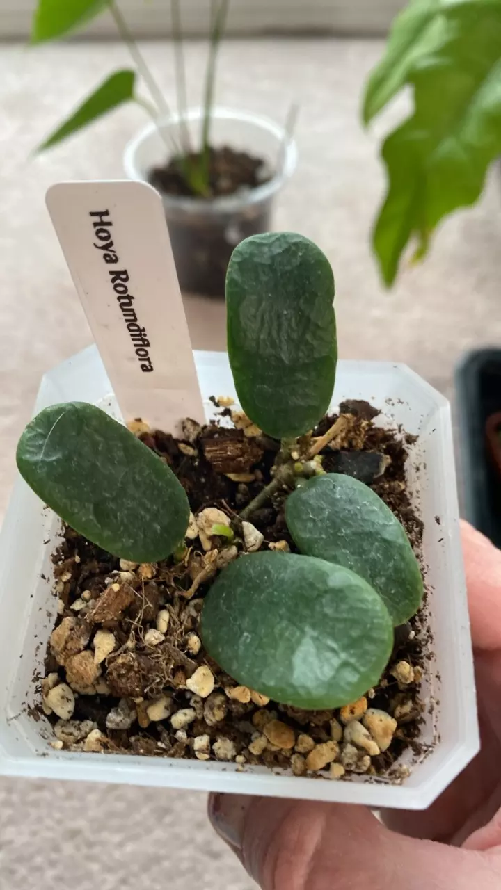 Hoya Rotundiflora thumbnail