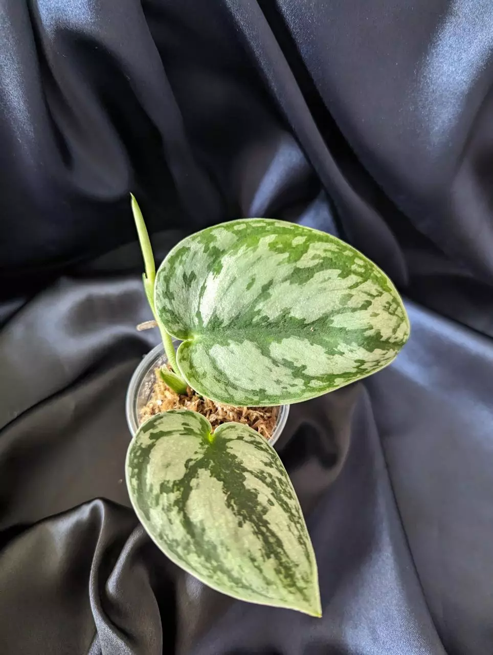 Scindapsus Hologram thumbnail