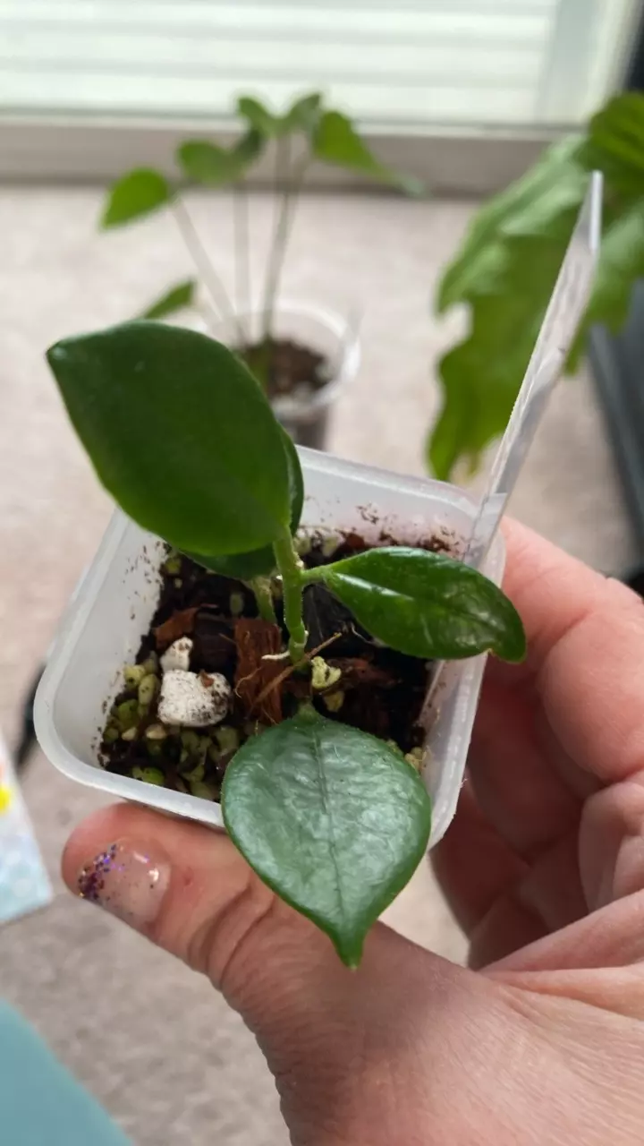 Hoya Vangviengiensis thumbnail