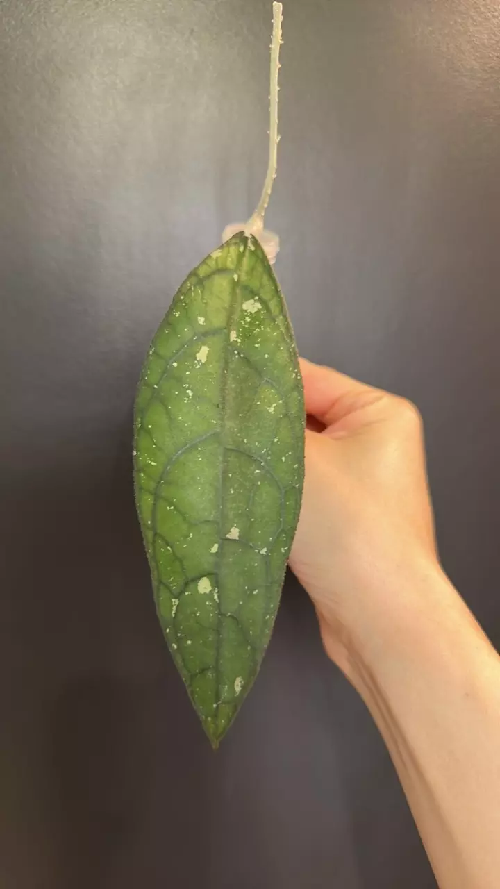 Hoya clemensiorum NOID 718 thumbnail