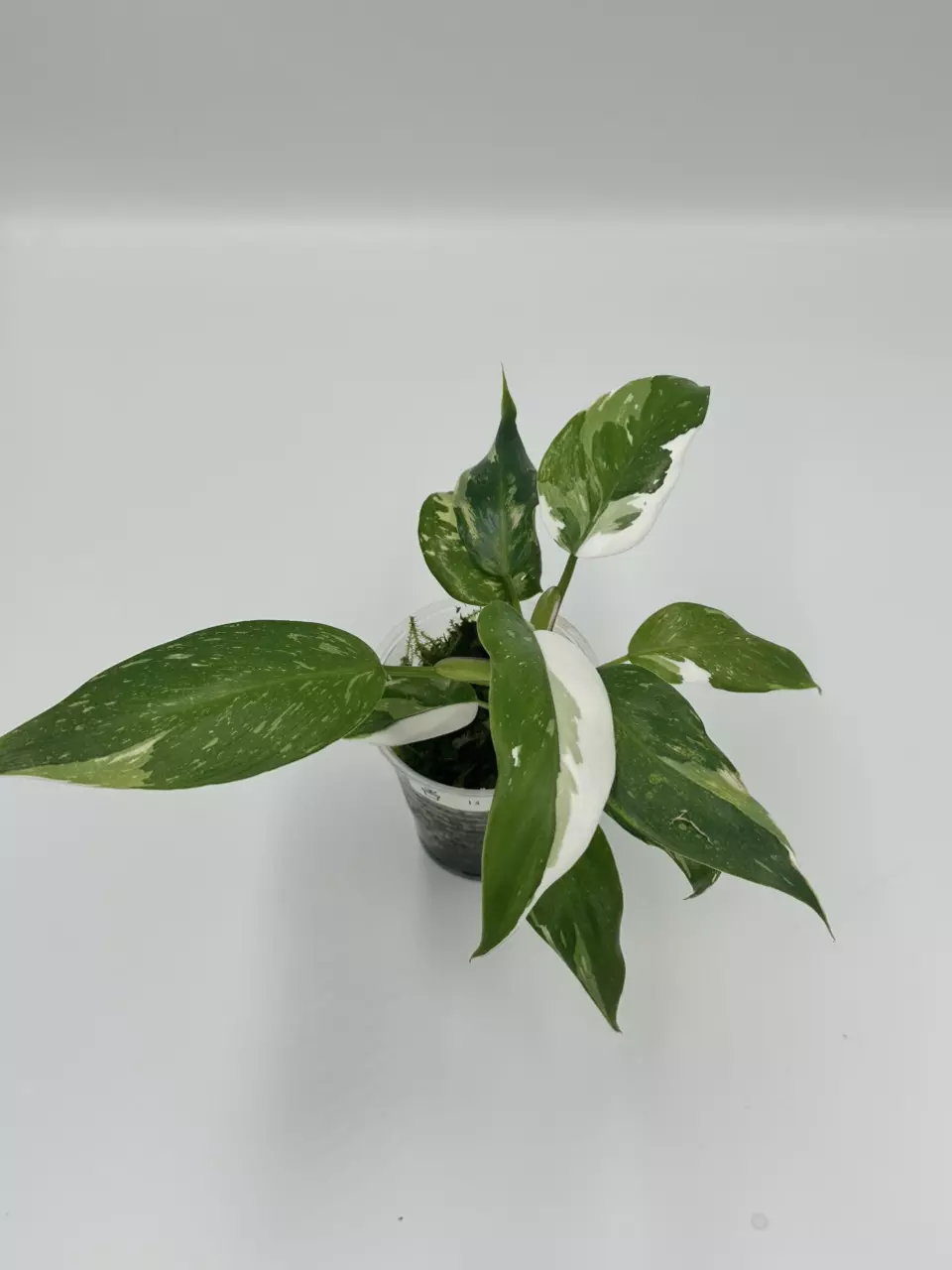 White Knight Philodendron thumbnail