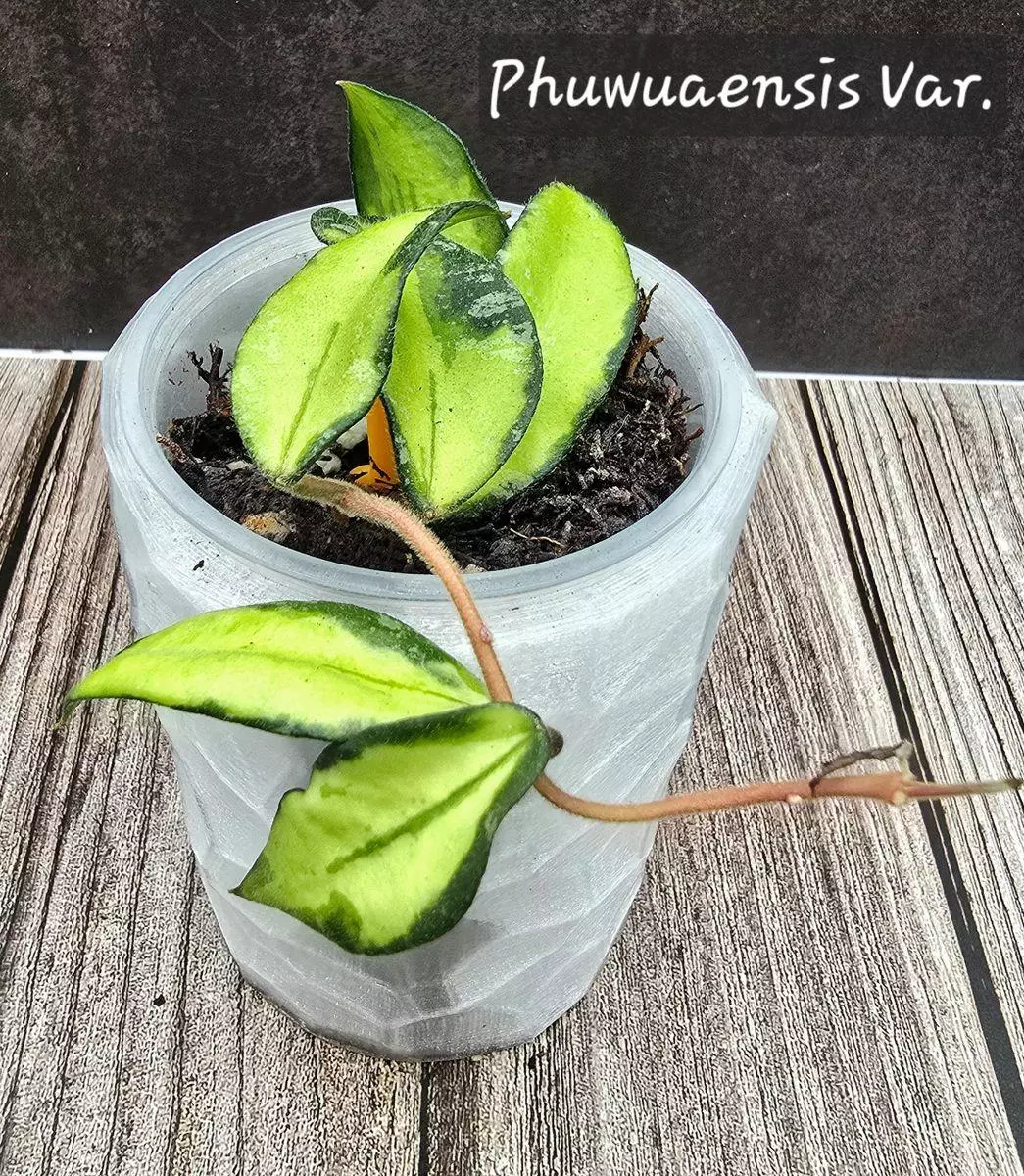 Hoya Phuwuaensis Variegated thumbnail