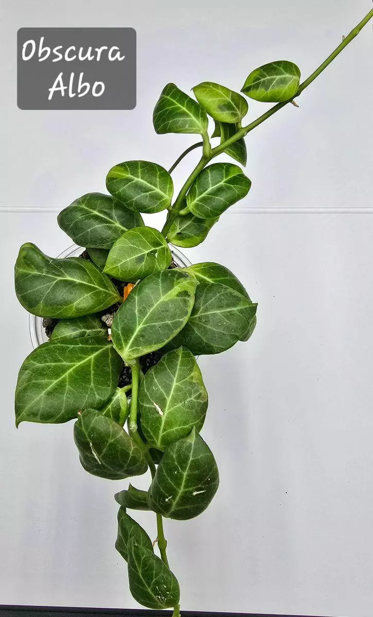 Hoya Obscura Albo thumbnail