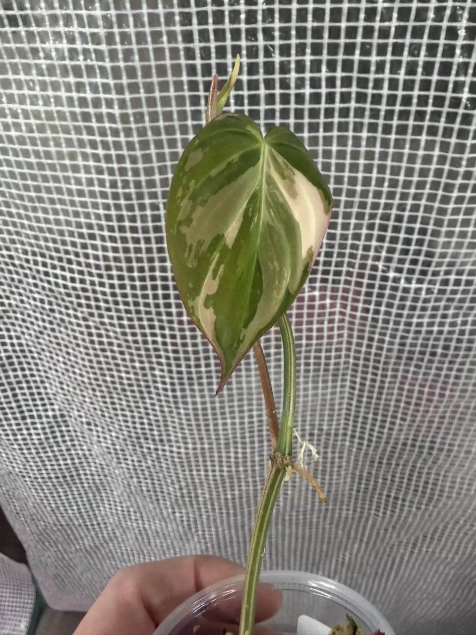 Pink Albo Mican #549 thumbnail