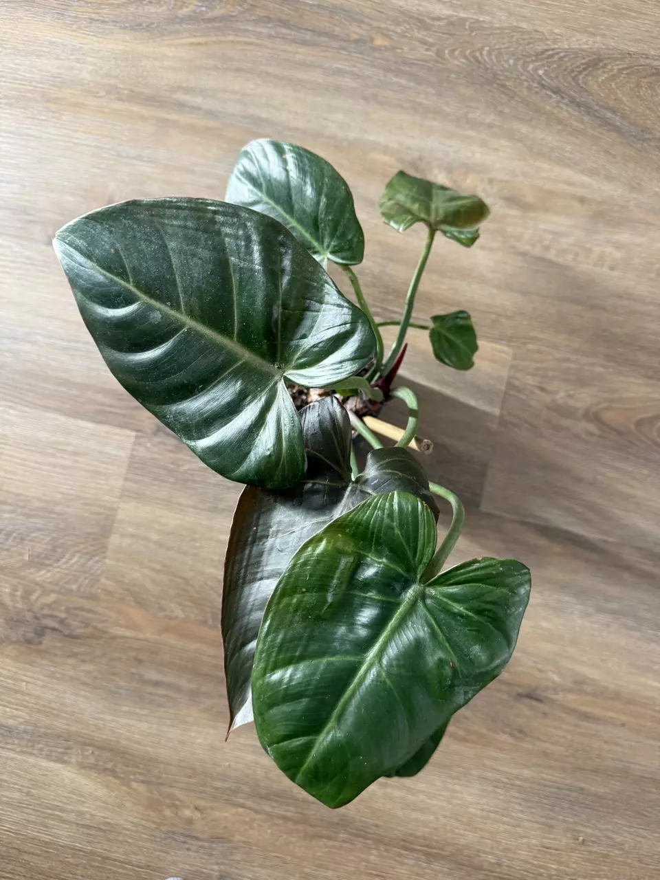 Summer Glory thumbnail