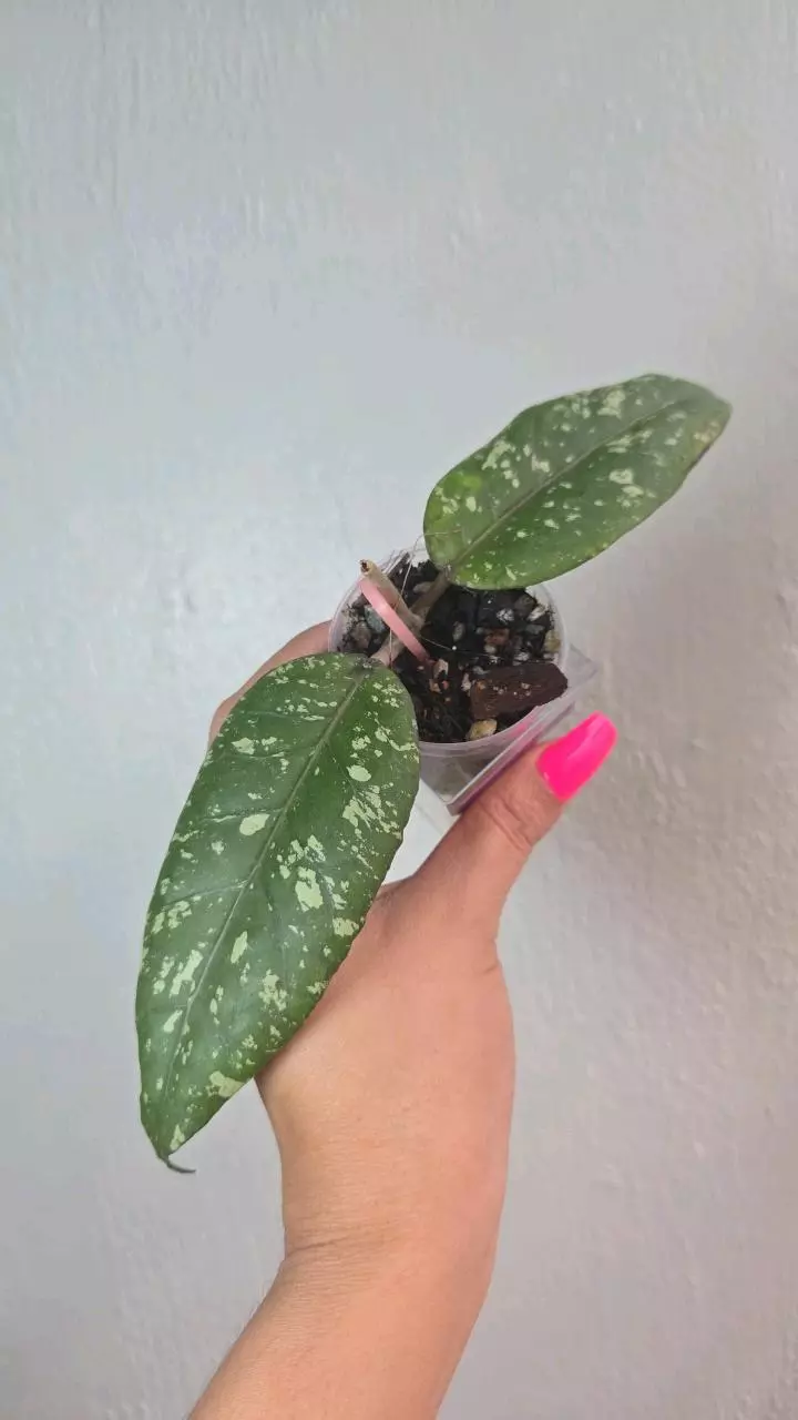 Hoya sp Bur Nanga 'Golden Egg' #D 2979 thumbnail