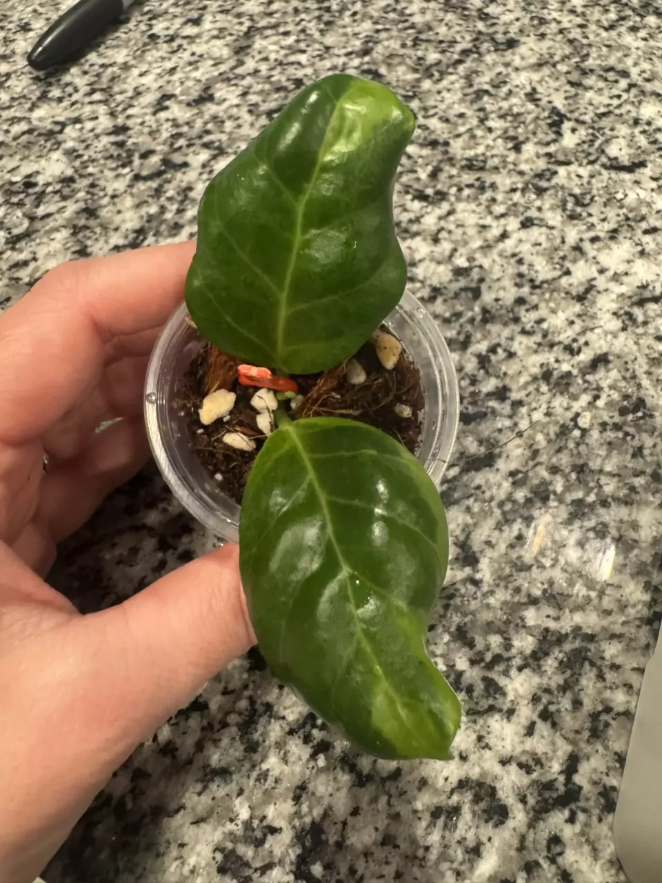 Hoya Obscura Albo thumbnail