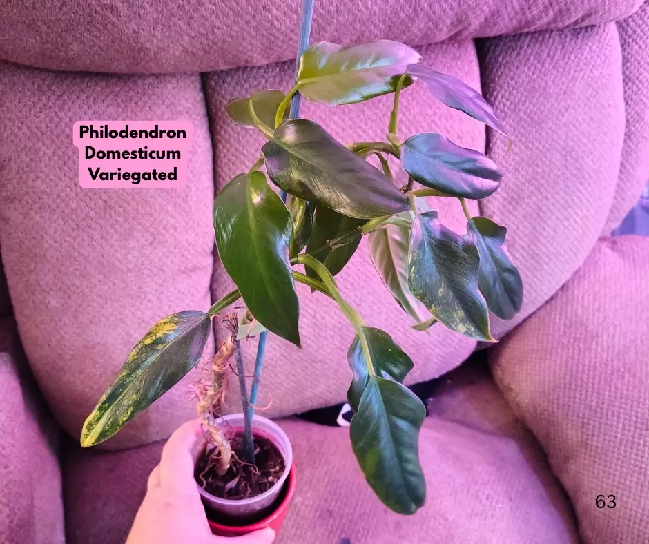 Philodendron Domesticum Variegated thumbnail