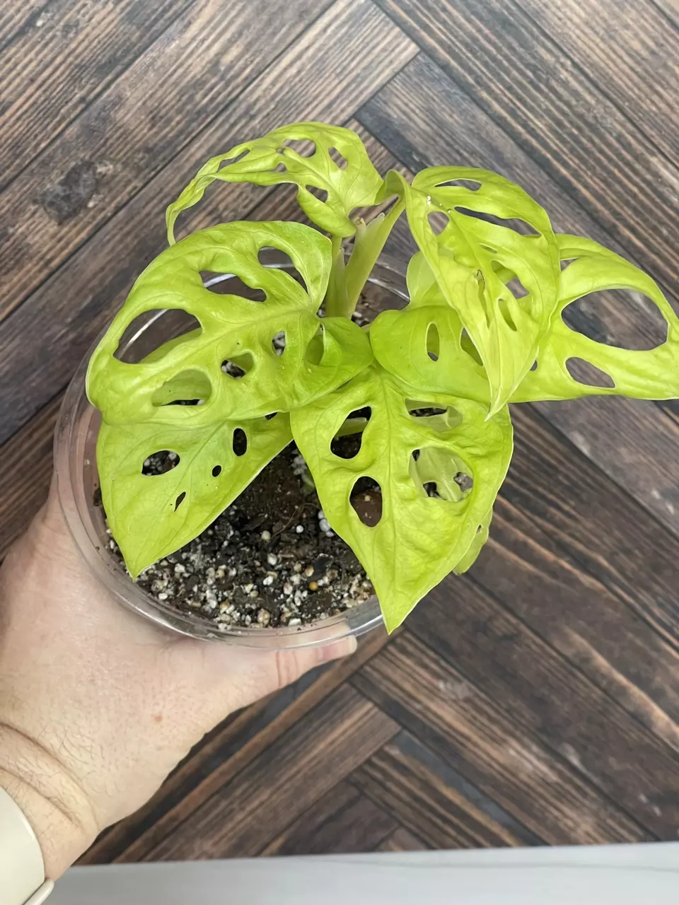 Neon Adansonii thumbnail