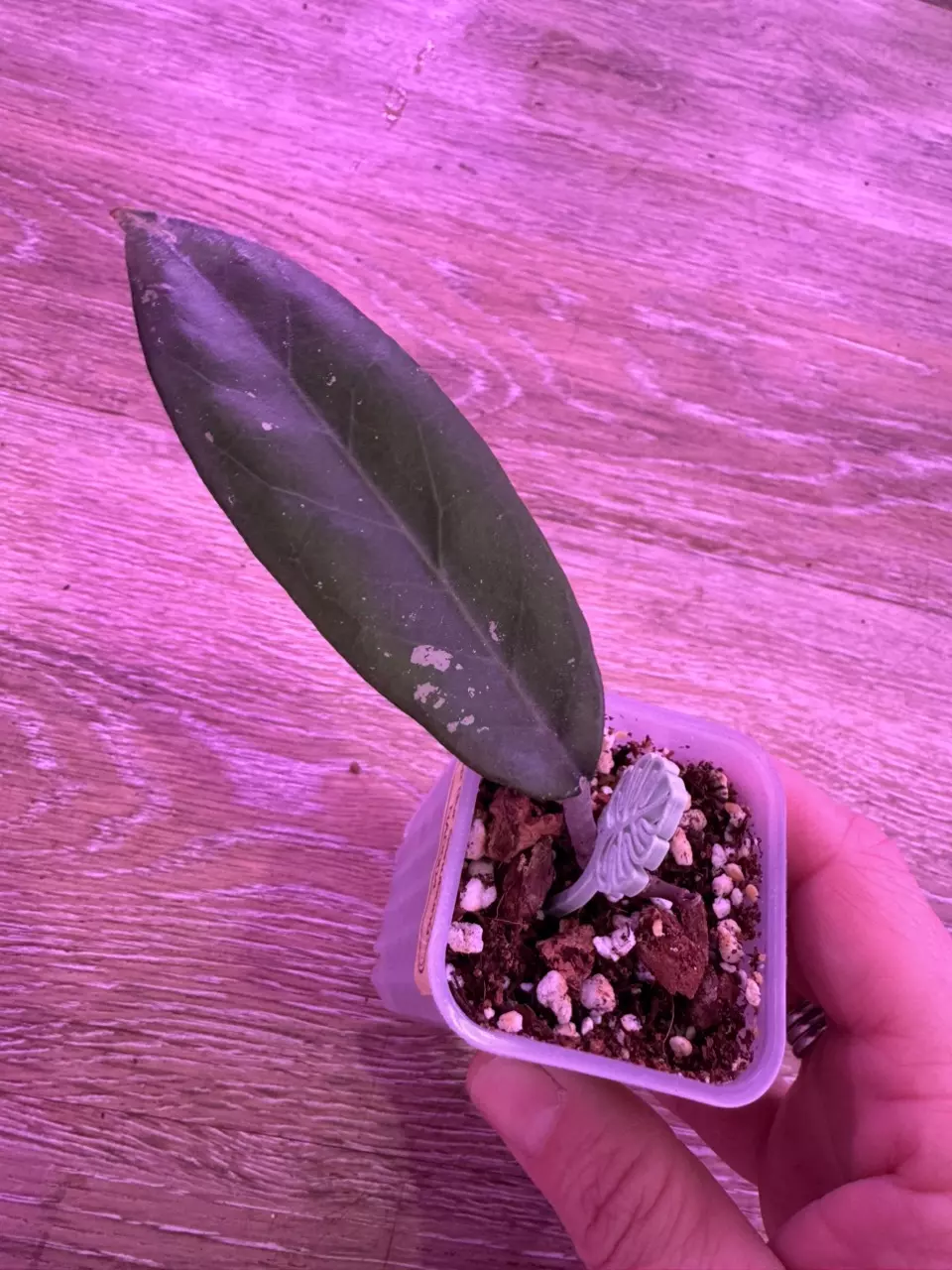 Hoya sp Bur Senubung NAD004 thumbnail