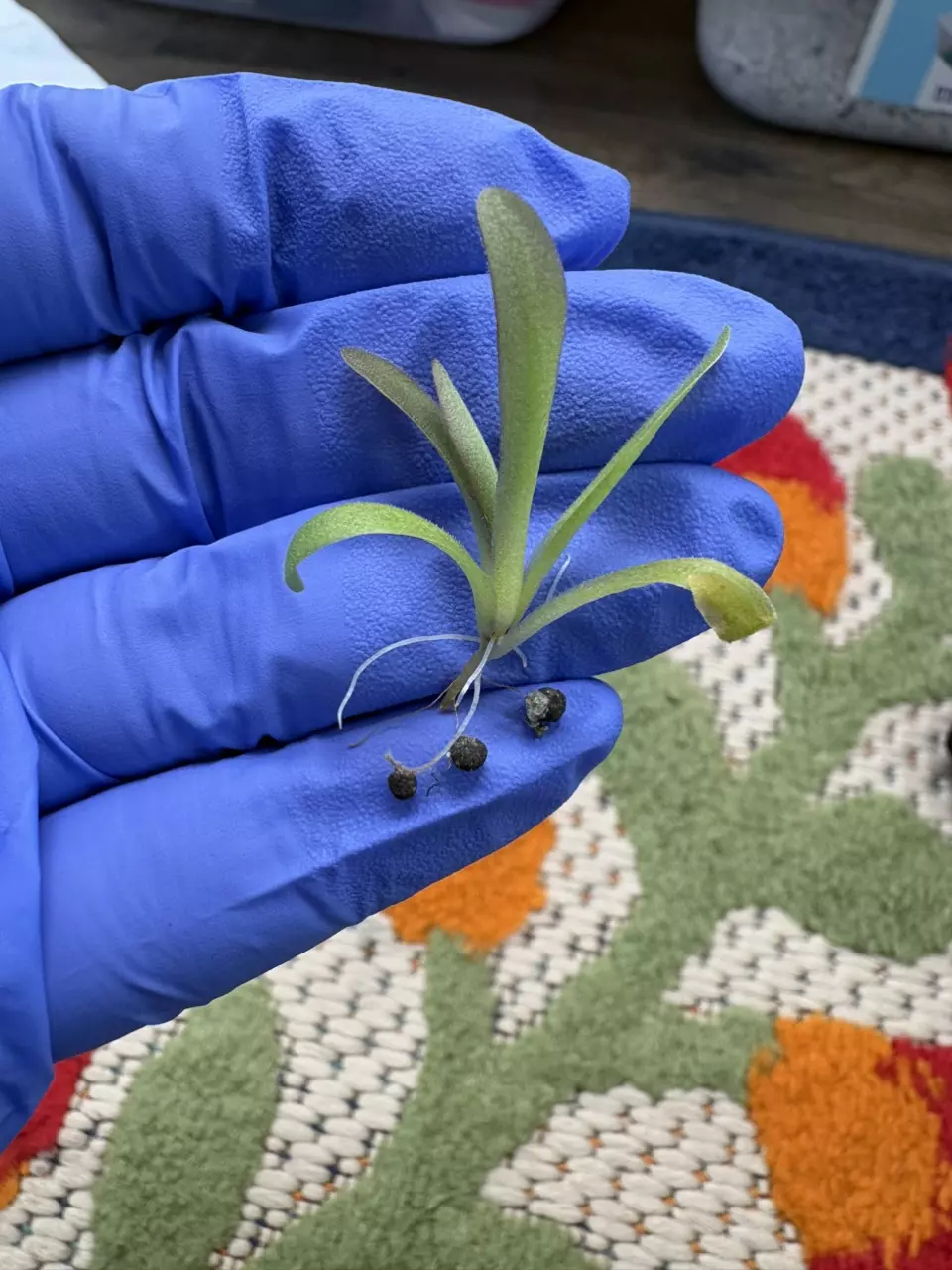 Pinguicula Aphrodite  Baby thumbnail