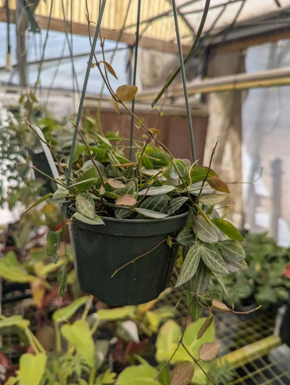 String of beetles thumbnail