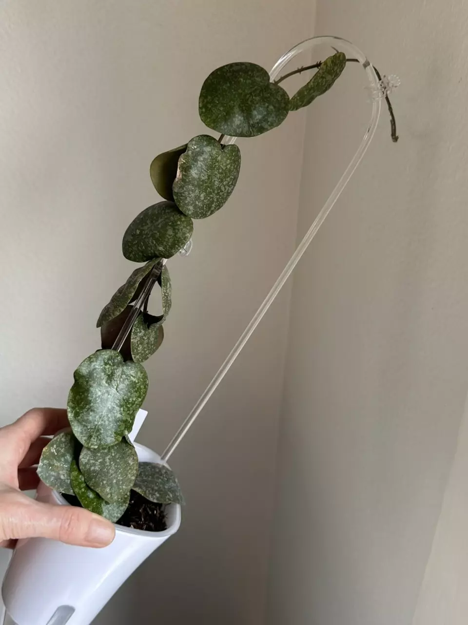 Hoya elliptica x imbricata - 4” swp thumbnail