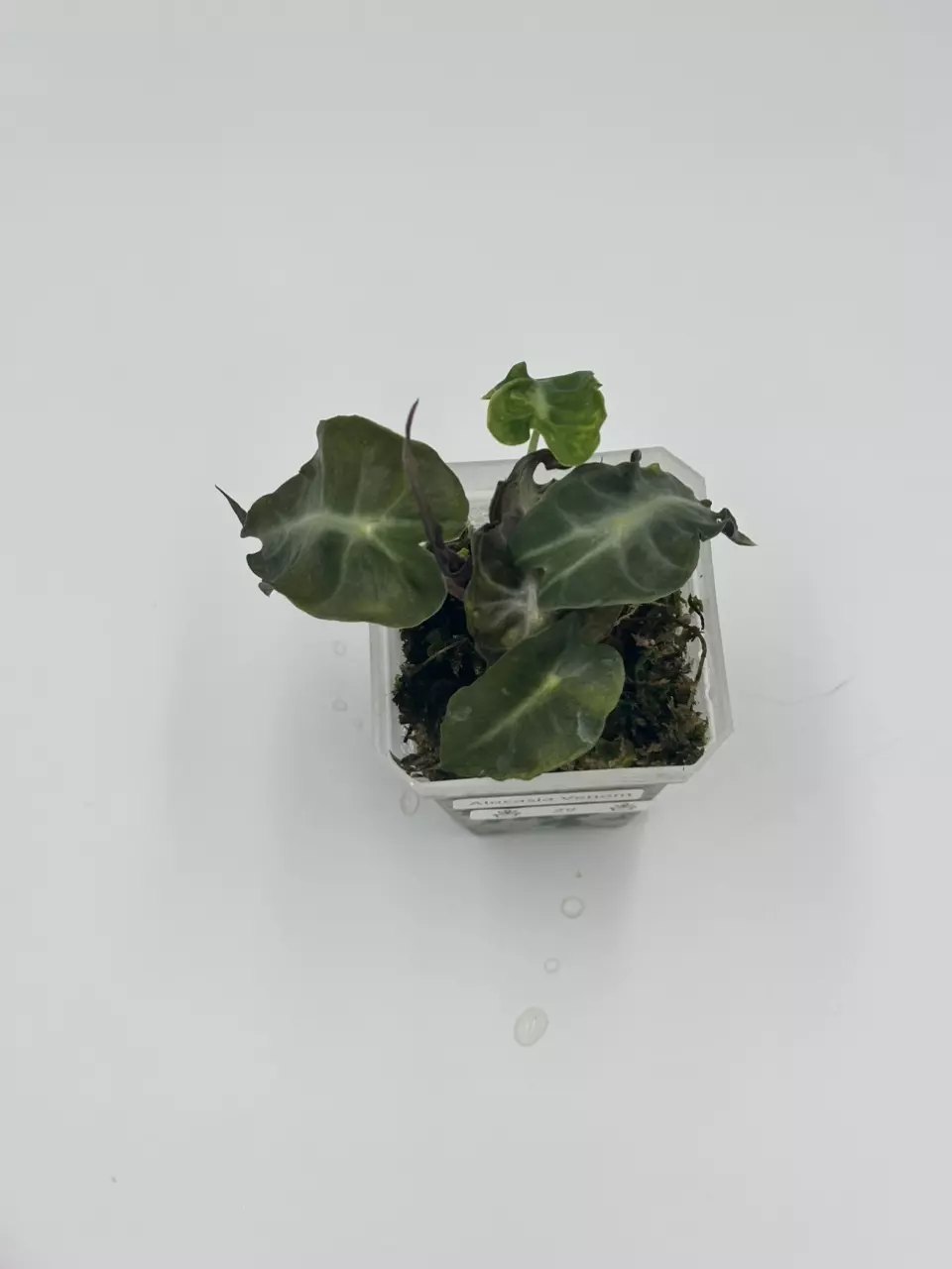 Alocasia Venom Exact Plant thumbnail