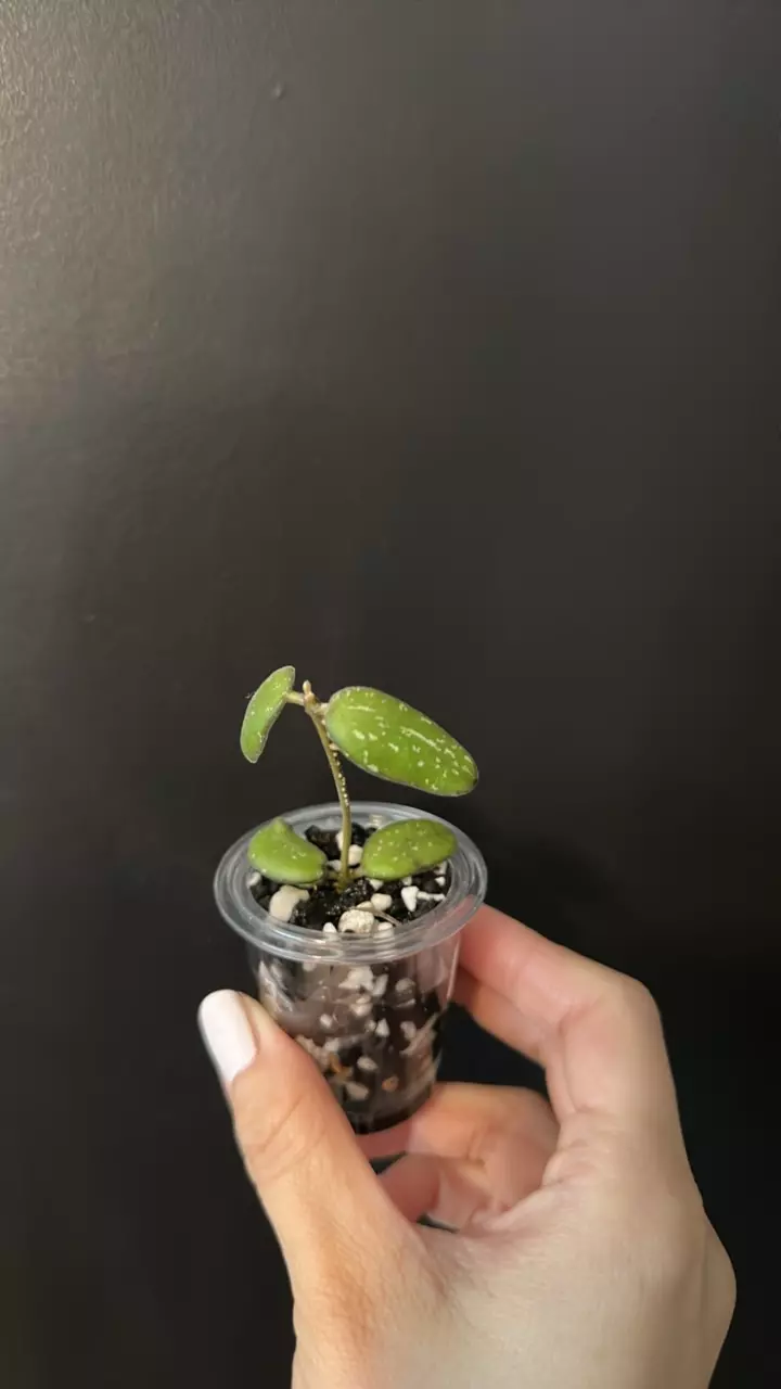 Hoya VL9 variegated 1919 thumbnail
