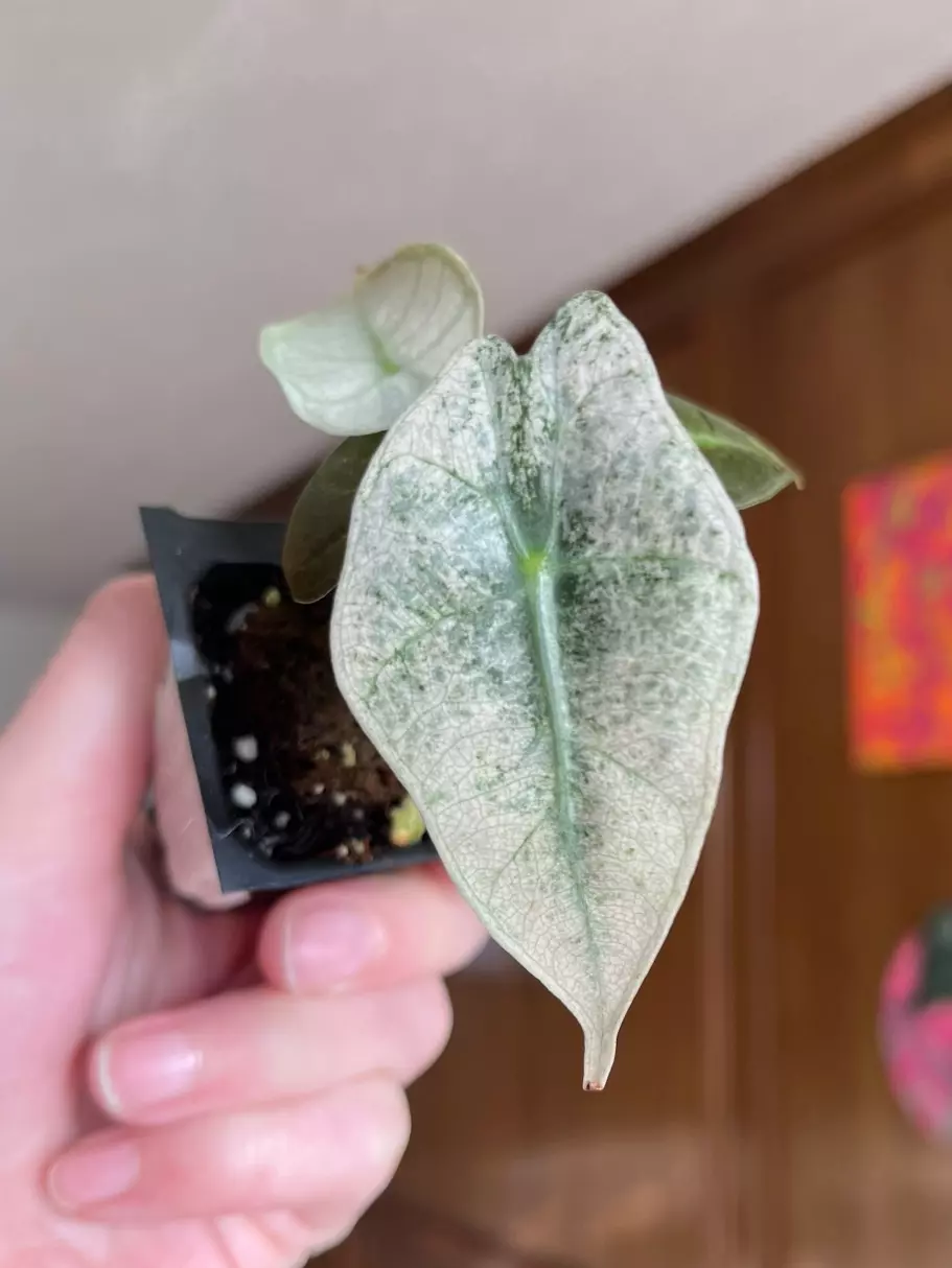 Pink Polly Mint thumbnail