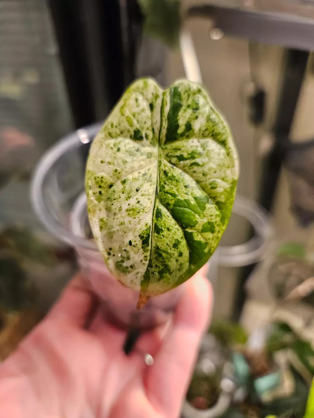 Alocasia dragon scale ver thumbnail