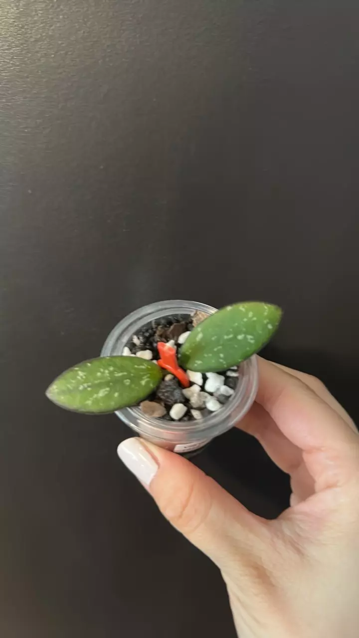 Hoya VL9 variegated 1914 thumbnail