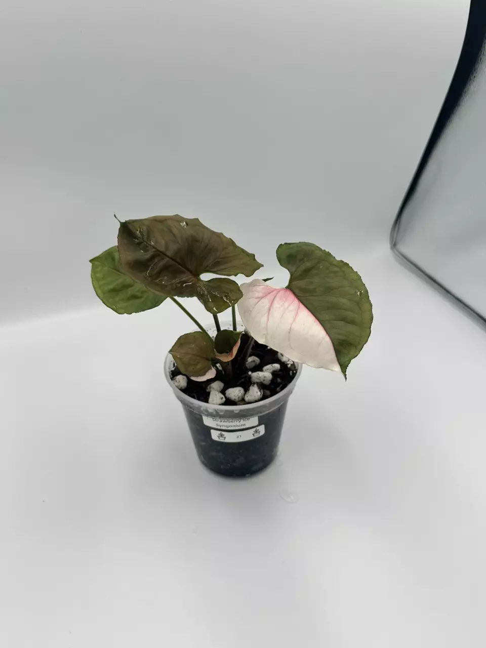 Strawberry Ice Syngonium thumbnail