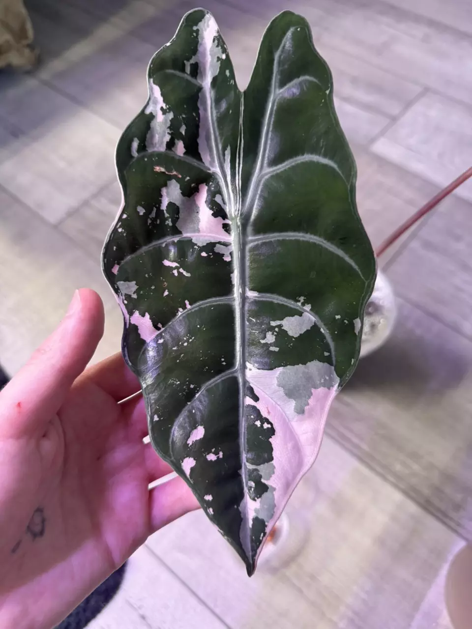 Alocasia Pink Chantrieri CORM thumbnail