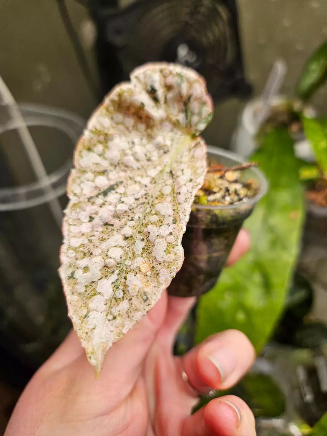 Begonia snow cap thumbnail
