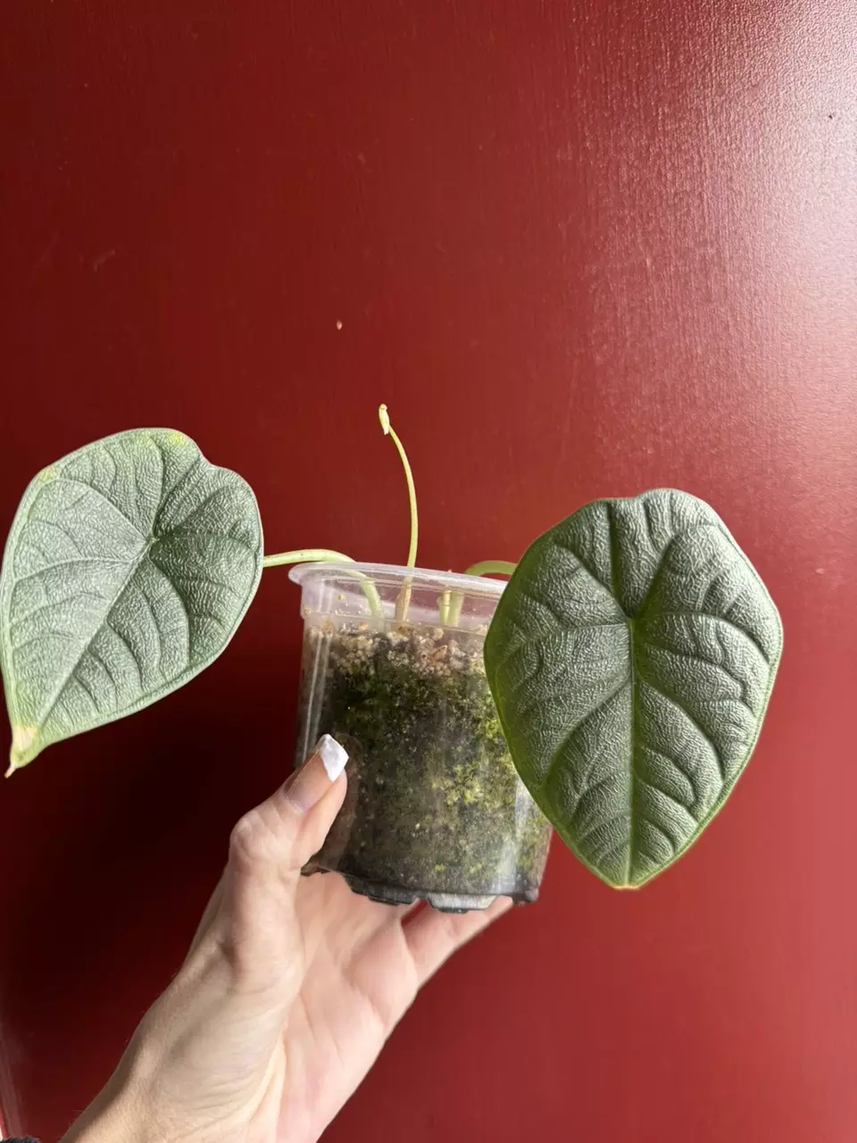 Alocasia melo thumbnail