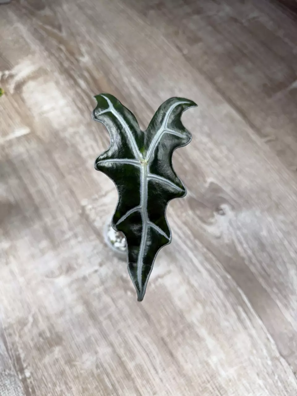 Reverted Pink Nobilis Pup thumbnail