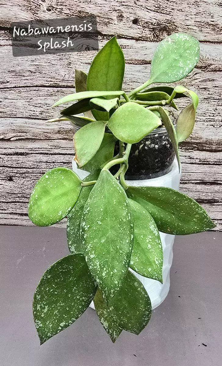 Hoya Nabawanensis Splash thumbnail