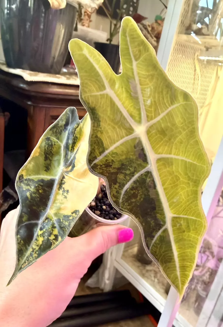 Aurea Sanderiana ‘Bull’ Alocasia thumbnail