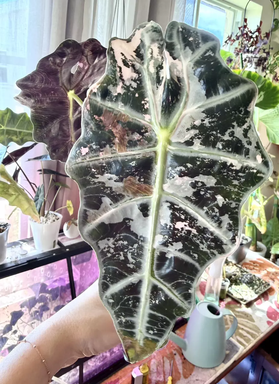 Pink Polly Alocasia thumbnail