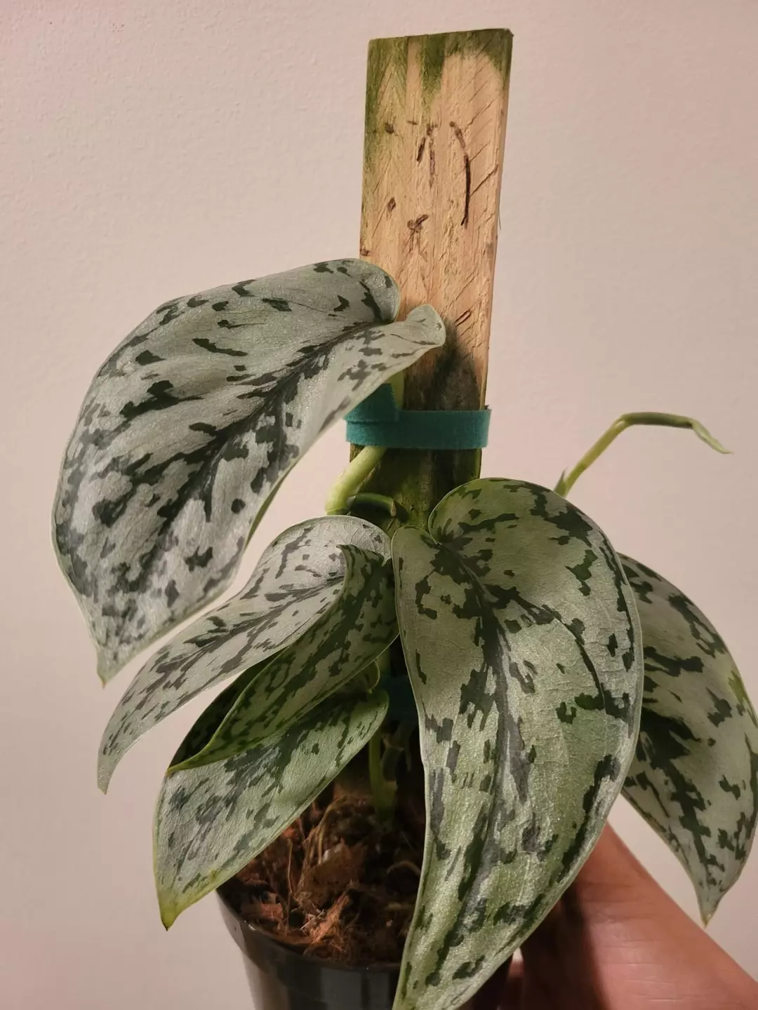 Scindapsus silver sierra thumbnail