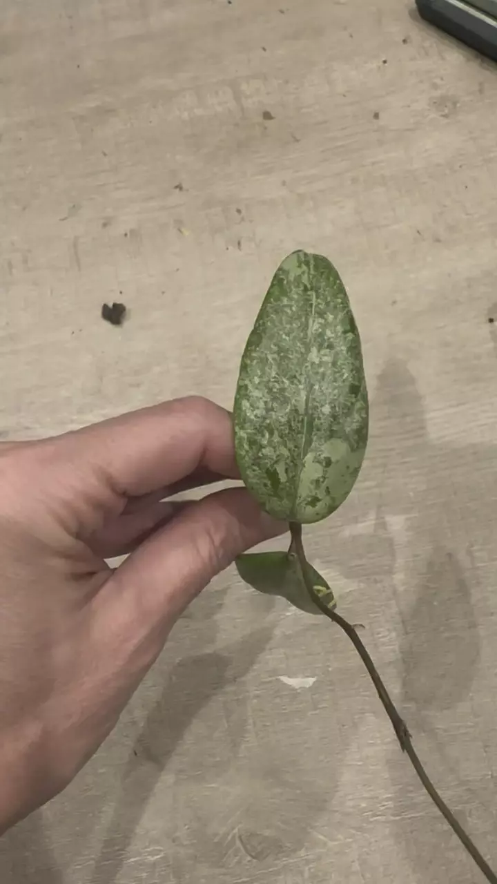 Malachite Dream cutting - 2 nodes 🦄🦄🦄VERY FEW AVAILABLE thumbnail