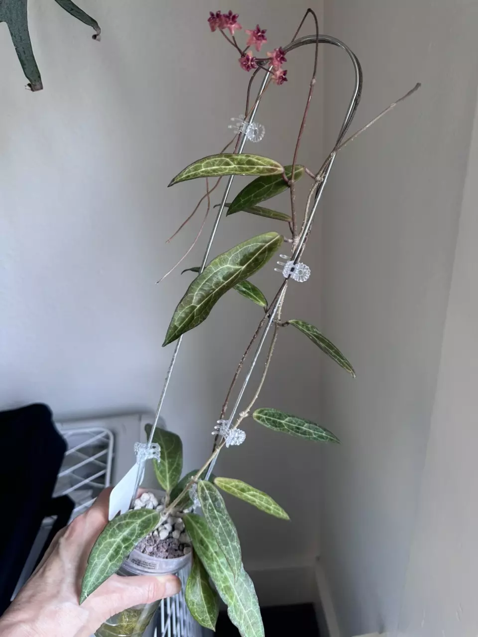 Hoya GTX01-01 ‘Love Affair’ - pon in swp thumbnail