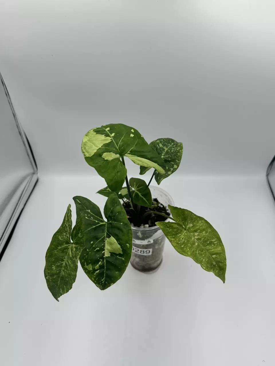 Panda Galaxy Syngonium - Exact Plant thumbnail
