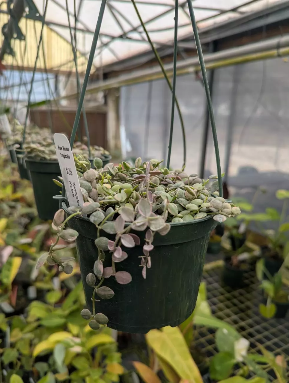 Variegated string of nickels thumbnail
