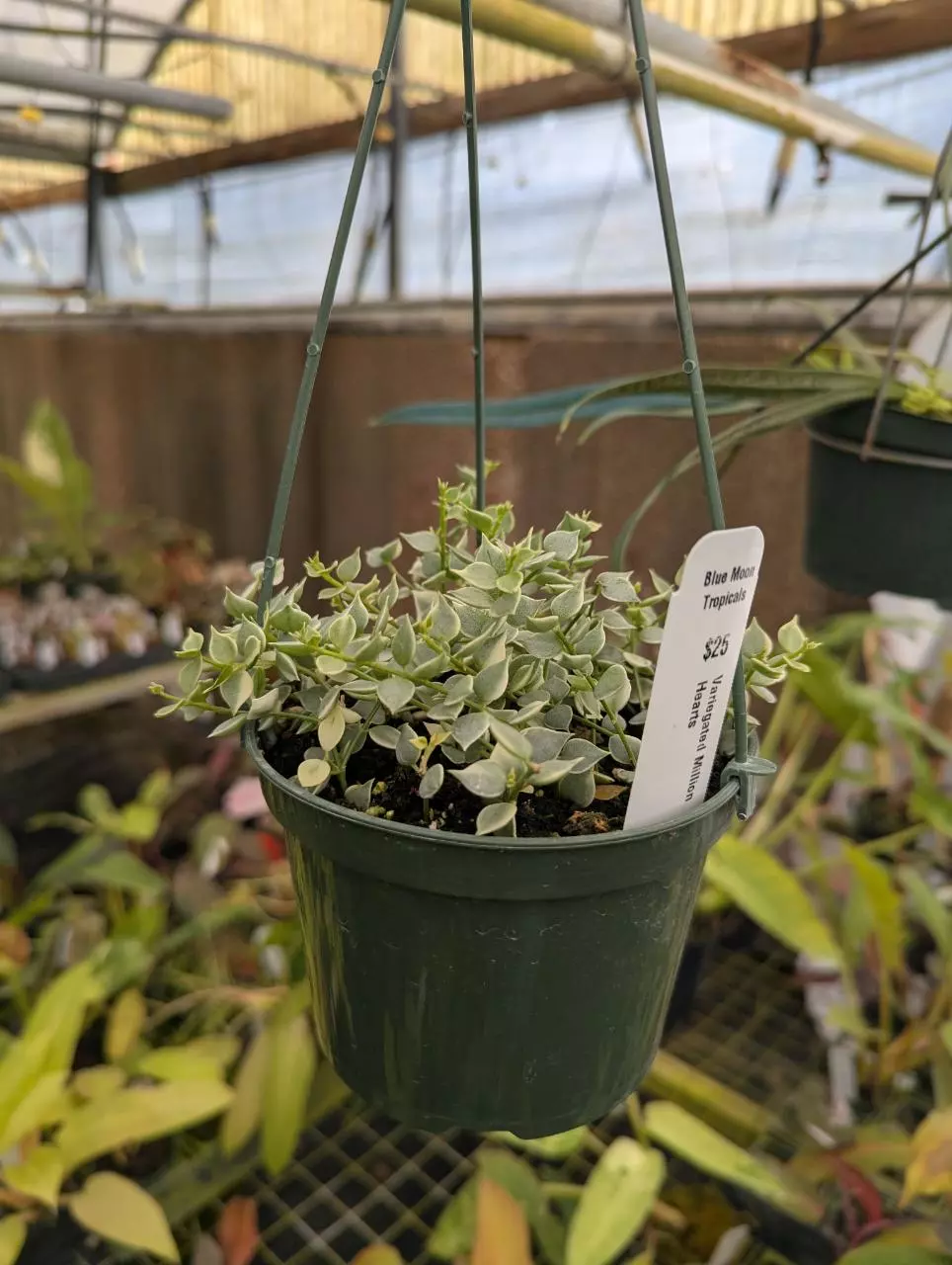 Variegated million hearts thumbnail