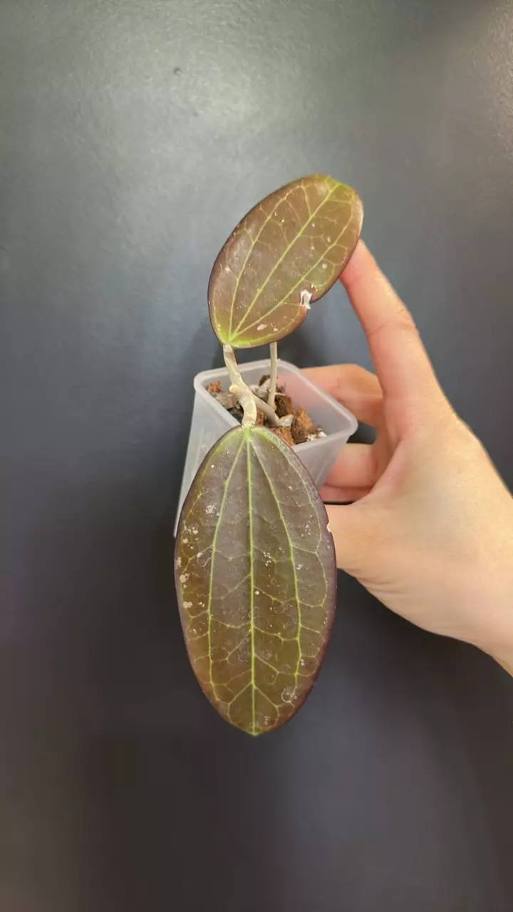 Hoya black magic (note cosmetic leaf damage) thumbnail