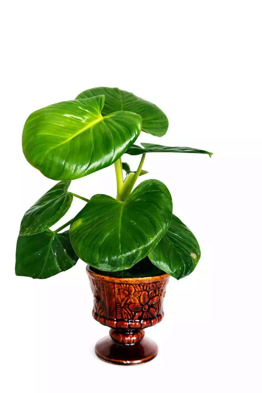 6” Philodendron Pittierii thumbnail