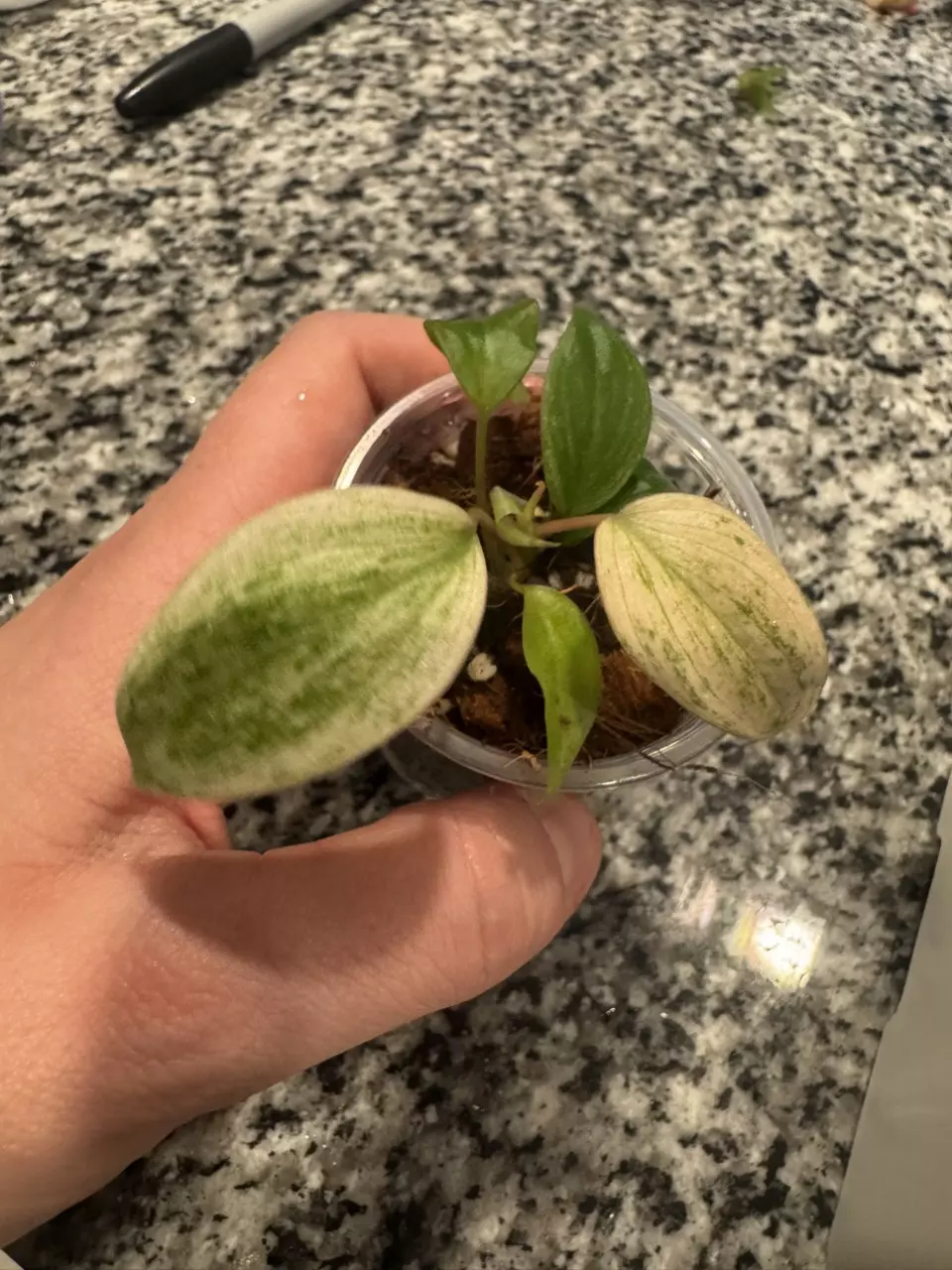Philodendron Mican Variegated D thumbnail
